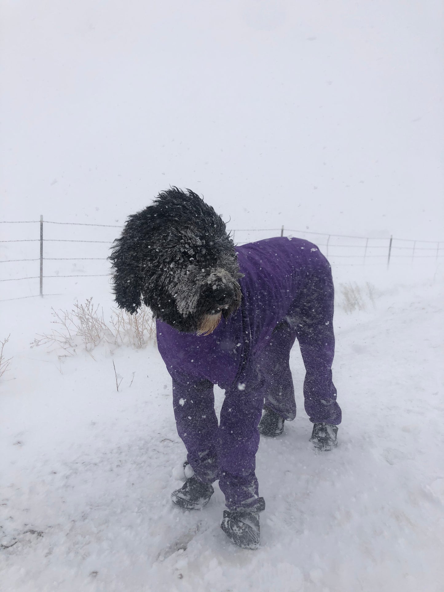 DoodleSuit Majestic Purple